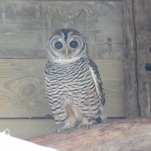 Chaco owl 021125