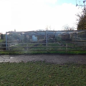 Bobcat enclosure 021125