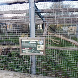 Bobcat enclosure 021125