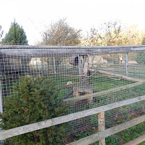 Bobcat enclosure 021125