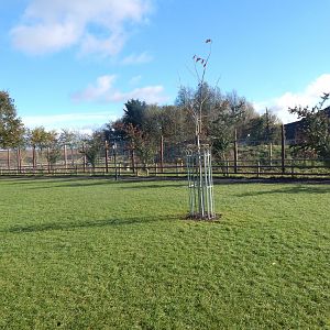 Indian sloth bear enclosure 021125