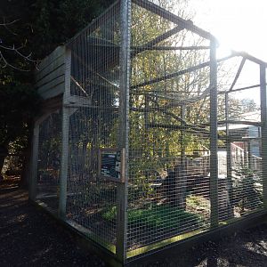 Eurasian eagle owl aviary 021125