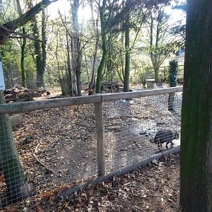 Raccoon dog enclosure 021125