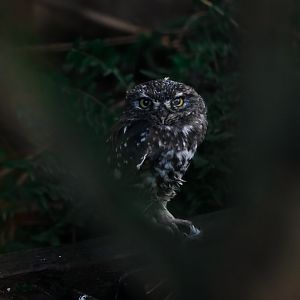 Little owl