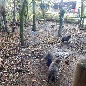 Raccoon dog enclosure 021125
