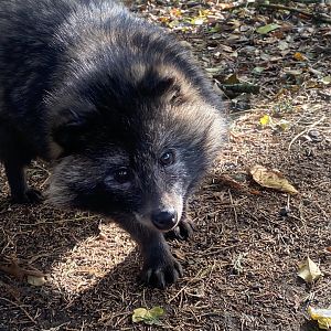 Raccoon dog 021125