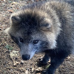 Raccoon dog 021125