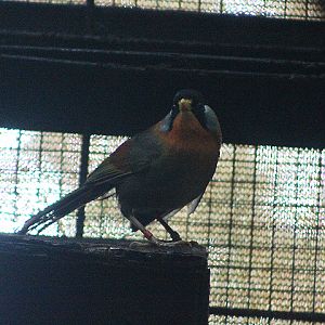 Sumatran mesia (Leiothrix laurinae) - PCBA