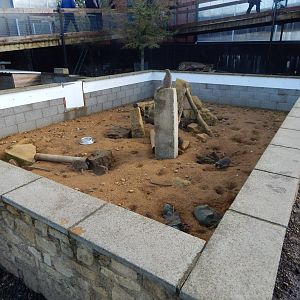 Meerkat enclosure 021125