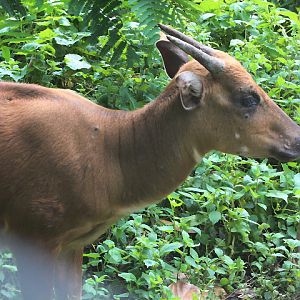 Buton anoa (Bubalus sp. nov.) side view - PCBA