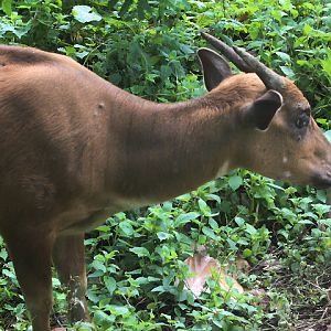 Buton anoa (Bubalus sp. nov.) looking away - PCBA