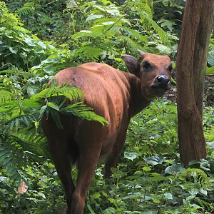 Buton anoa (Bubalus sp. nov.) looking back - PCBA