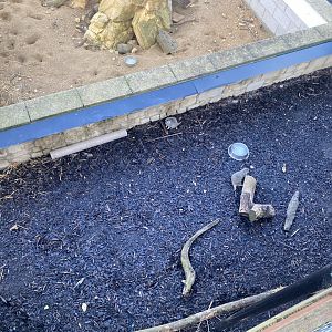 Meerkat enclosures from above 021125