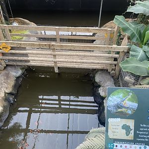 Crocodile House - Nile crocodile enclosure 021125