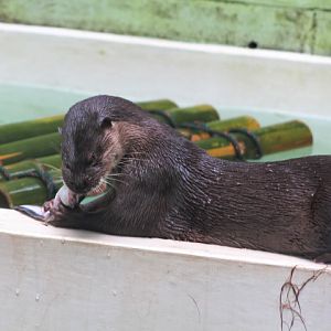 Hairy-nosed otter (Lutra sumatrana) biting an fish head off - PCBA