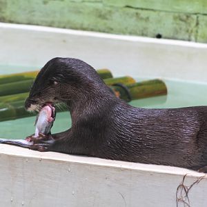 Hairy-nosed otter (Lutra sumatrana) chewing a fish top half - PCBA