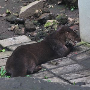 Hairy-nosed otter (Lutra sumatrana) on the brick floor - PCBA