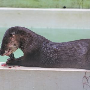 Hairy-nosed otter (Lutra sumatrana) making a mess - PCBA