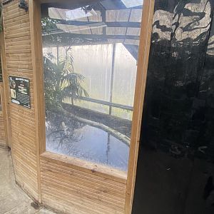 Crocodile House - Broad-snouted caiman enclosure 021125