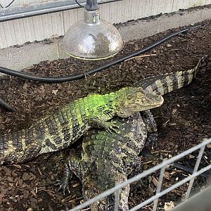 Crocodile House - Broad-snouted caimans 021125