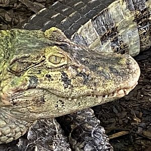 Crocodile House - Broad-snouted caiman 021125