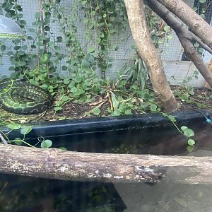 Crocodile House - Carpet python exhibit 021125