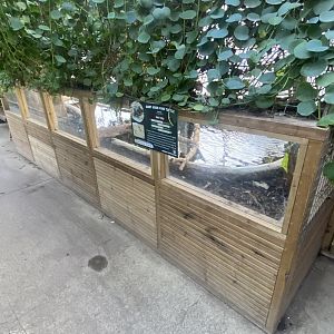 Crocodile House - Giant Asian pond turtle exhibit 021125