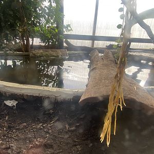 Crocodile House - Giant Asian pond turtle exhibit 021125