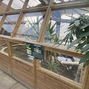 Crocodile House - Common green iguana exhibit 021125