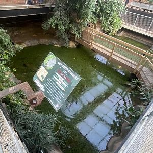 Crocodile House - Saltwater crocodile exhibit 021125