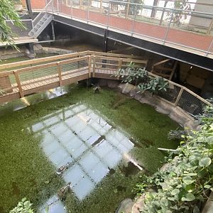 Crocodile House - Saltwater crocodile exhibit 021125