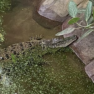 Crocodile House - Saltwater crocodile 021125