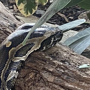 Crocodile House - Burmese python 021125