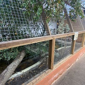 Crocodile House - Cuvier’s dwarf caiman exhibit 021125