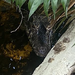Crocodile House - Cuvier’s dwarf caiman 021125