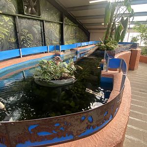 Crocodile House Aquatic exhibit 021125