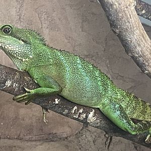 Crocodile House - Chinese water dragon 021125