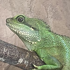 Crocodile House - Chinese water dragon 021125