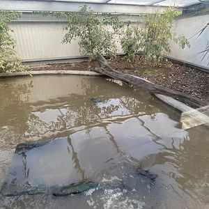 Crocodile House - Spectacled caiman exhibit 021125