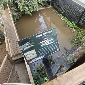 Crocodile House - Cuban crocodile exhibit 021125
