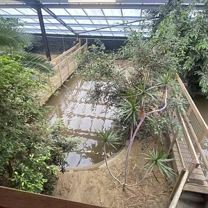 Crocodile House - American alligator exhibit 021125