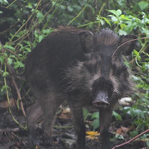 Bawean warty pig (Sus verrucosus blouchi) - PCBA