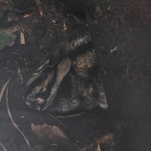 Sumatran striped rabbit (Nesolagus netscheri) - PCBA