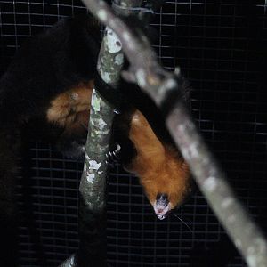 Black-tailed red giant flying squirrel (Petaurista petaurista nigricaudata) underside - PCBA