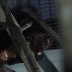 Black-tailed red giant flying squirrel (Petaurista petaurista nigricaudata) looking - PCBA