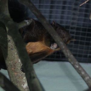 Black-tailed red giant flying squirrel (Petaurista petaurista nigricaudata) blocked - PCBA