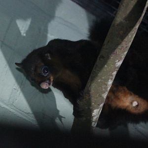 Black-tailed red giant flying squirrel (Petaurista petaurista nigricaudata) full body - PCBA