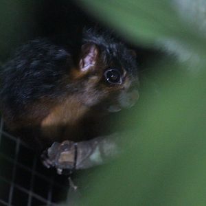 Spotted giant flying squirrel (Petaurista elegans elegans) looking away - PCBA