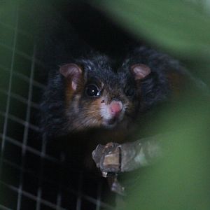 Spotted giant flying squirrel (Petaurista elegans elegans) face - PCBA