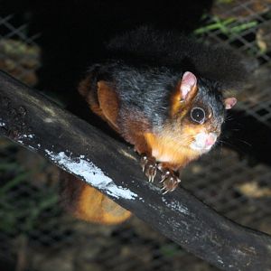 Spotted giant flying squirrel (Petaurista elegans elegans) full body - PCBA